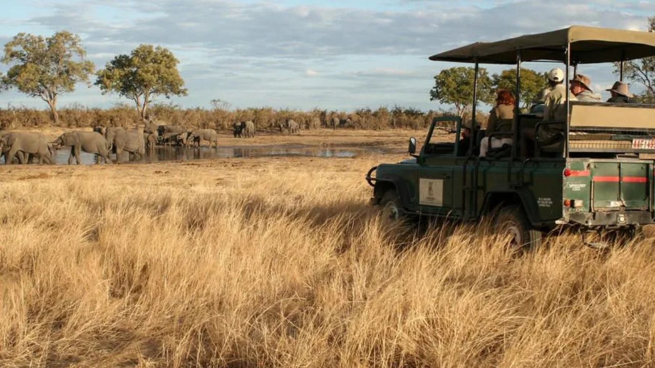 Safari vehicle in golden grass overlooking river with elephants in Mana Pools National Park, Zimbabwe.