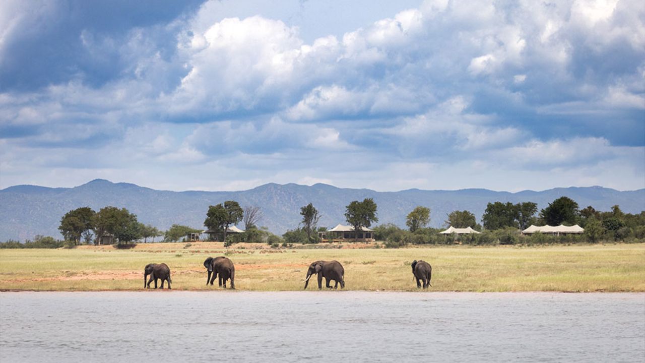 Elephants on Lake Kariba shore near Fothergill Island lodge