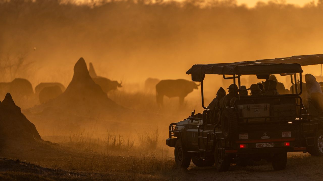 Buffalo herd in dust clouds with safari vehicle Zimbabwe