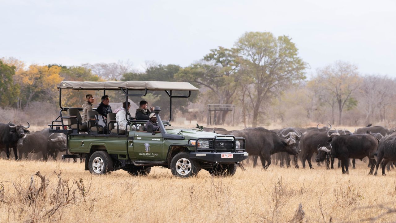 Herd of buffalo viewed by safari guests Zimbabwe