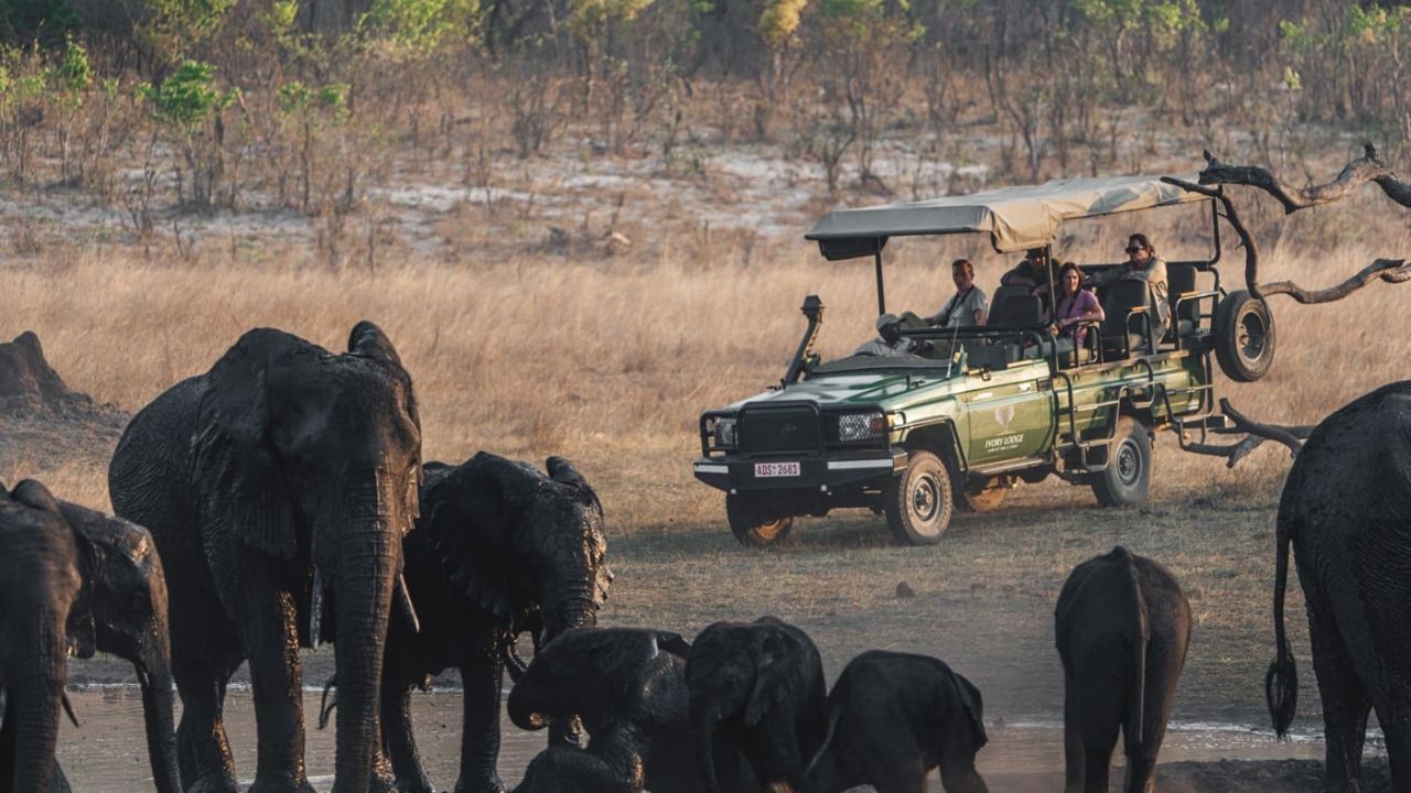 Herd of elephants observed from distance with vehicle Zimbabwe