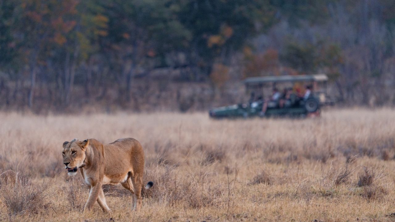 Lioness hunting while safari vehicle observes Zimbabwe