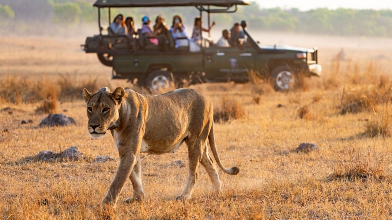 Lioness walking at sunset with safari vehicle Zimbabwe