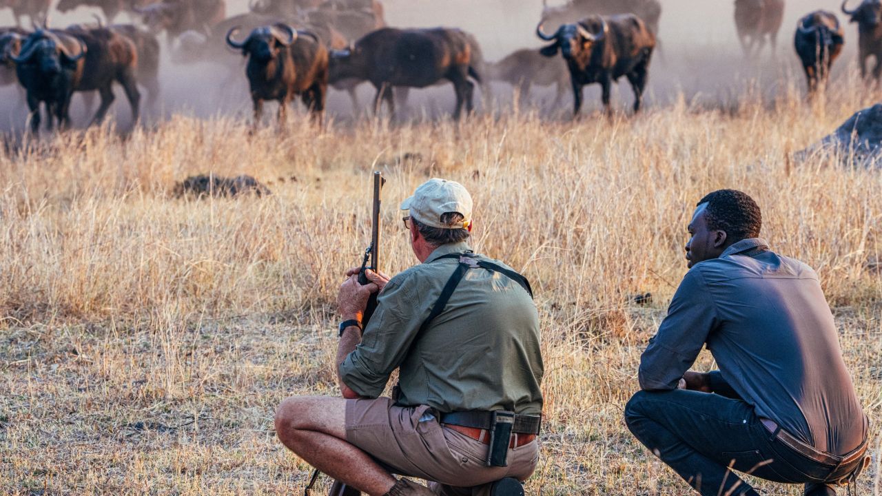Safari guide crouched with guests observing buffalo herd Zimbabwe