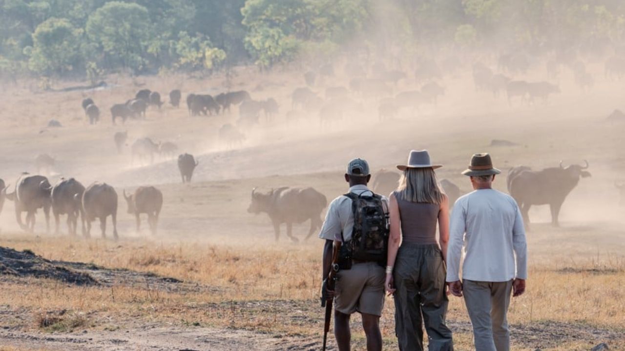Guide and guests walk as buffalo herd runs Zimbabwe