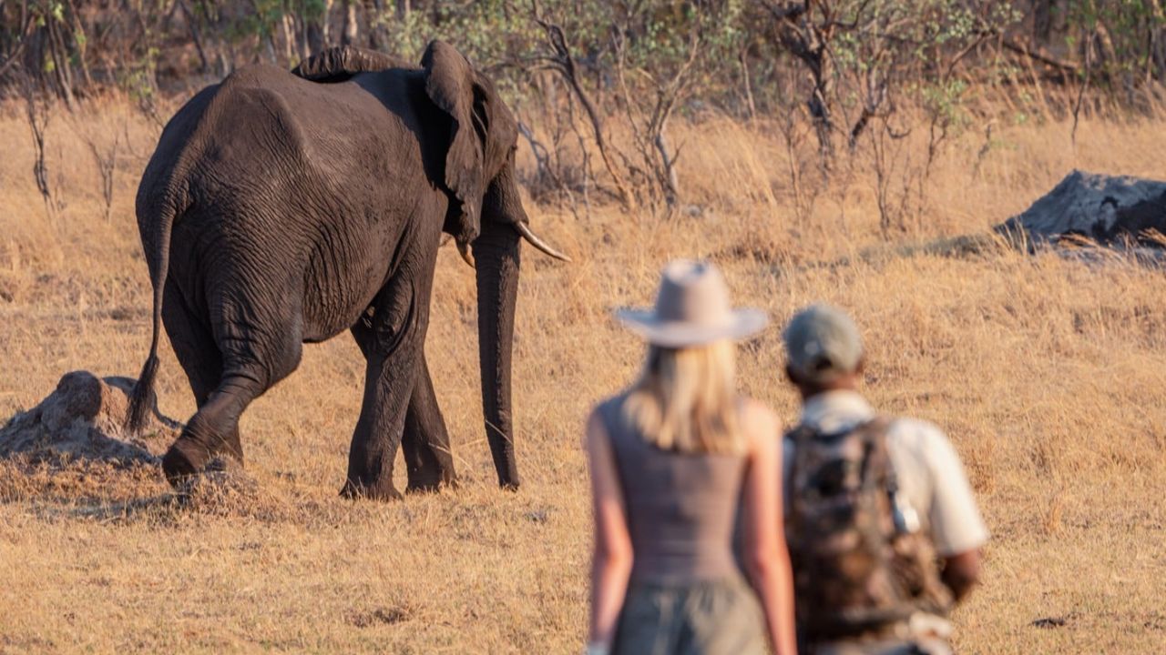 Guide walks with guests on walking safari with elephant Zimbabwe