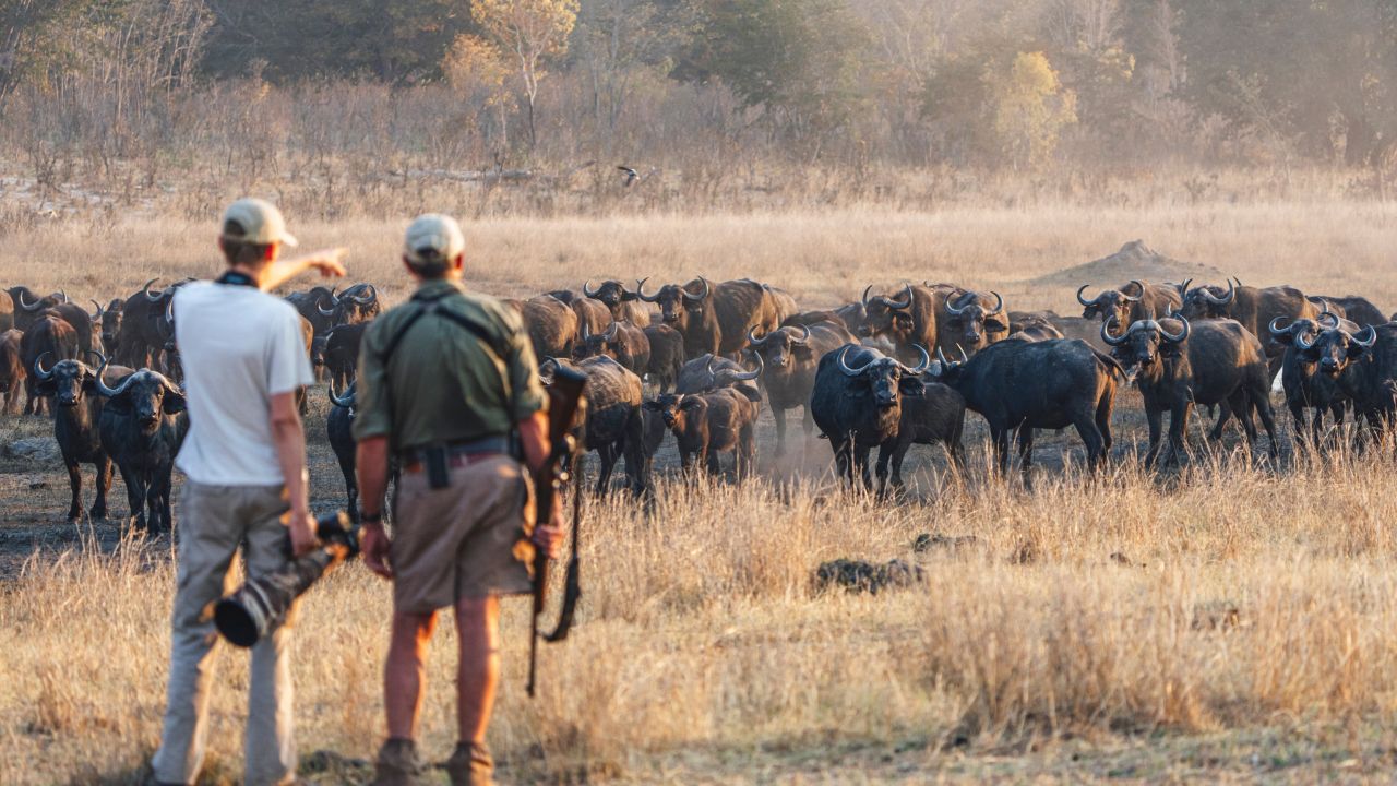Safari ranger assists photographers with buffalo Zimbabwe