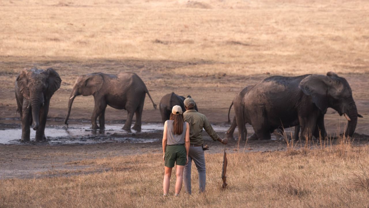 Guests and game rangers observing elephants at waterhole Zimbabwe