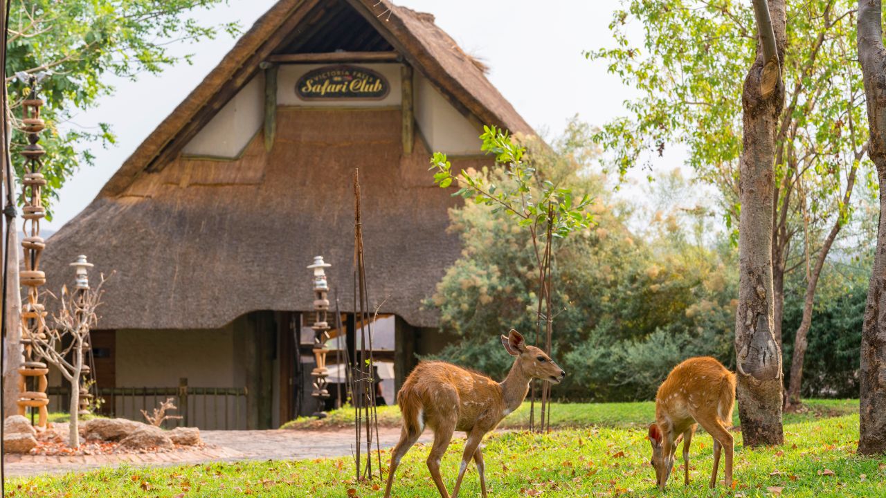 Victoria Falls Safari Club main lodge entrance with deer grazing Zimbabwe