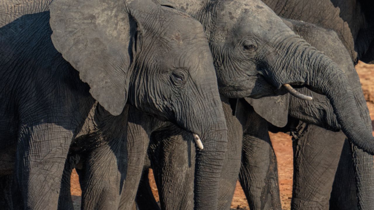 Close-up side profile of two elephants showing wrinkled skin Zimbabwe
