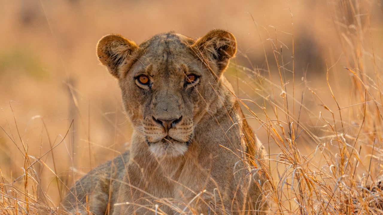 Lioness sitting and staring into camera Zimbabwe Big Five