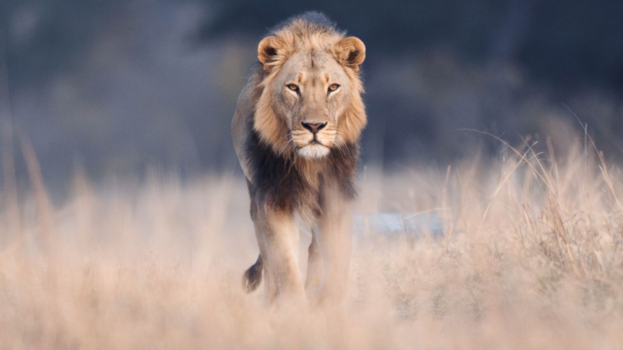 Huge male lion walking through golden grass Zimbabwe Big Five