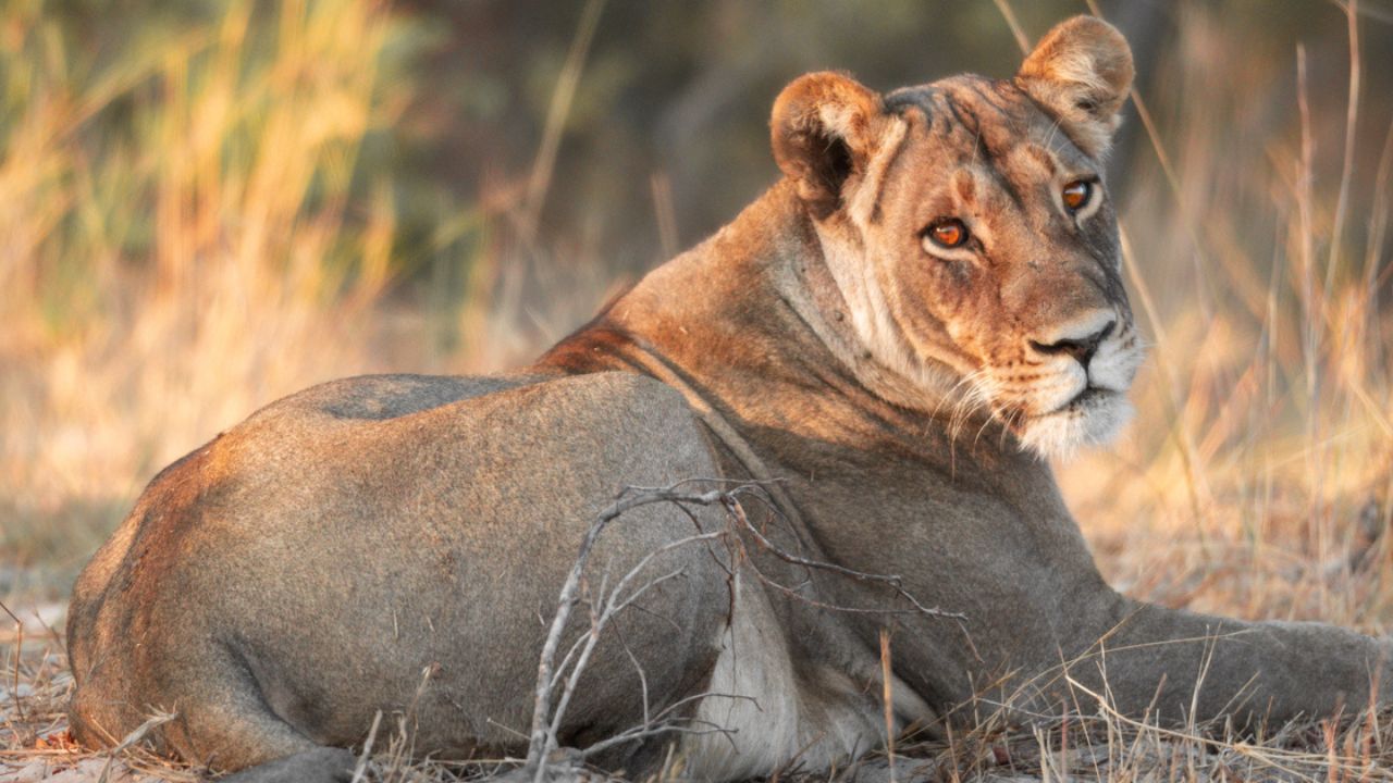 Lioness looks over shoulder in sunlight Zimbabwe Big Five
