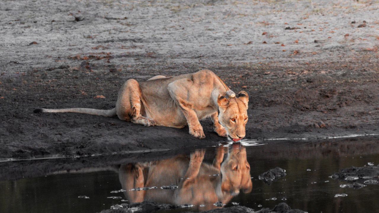 Lioness crouched drinking at water hole Zimbabwe Big Five