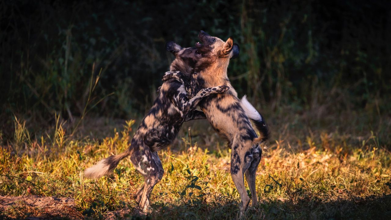 Two African wild dogs play fighting Zimbabwe bush