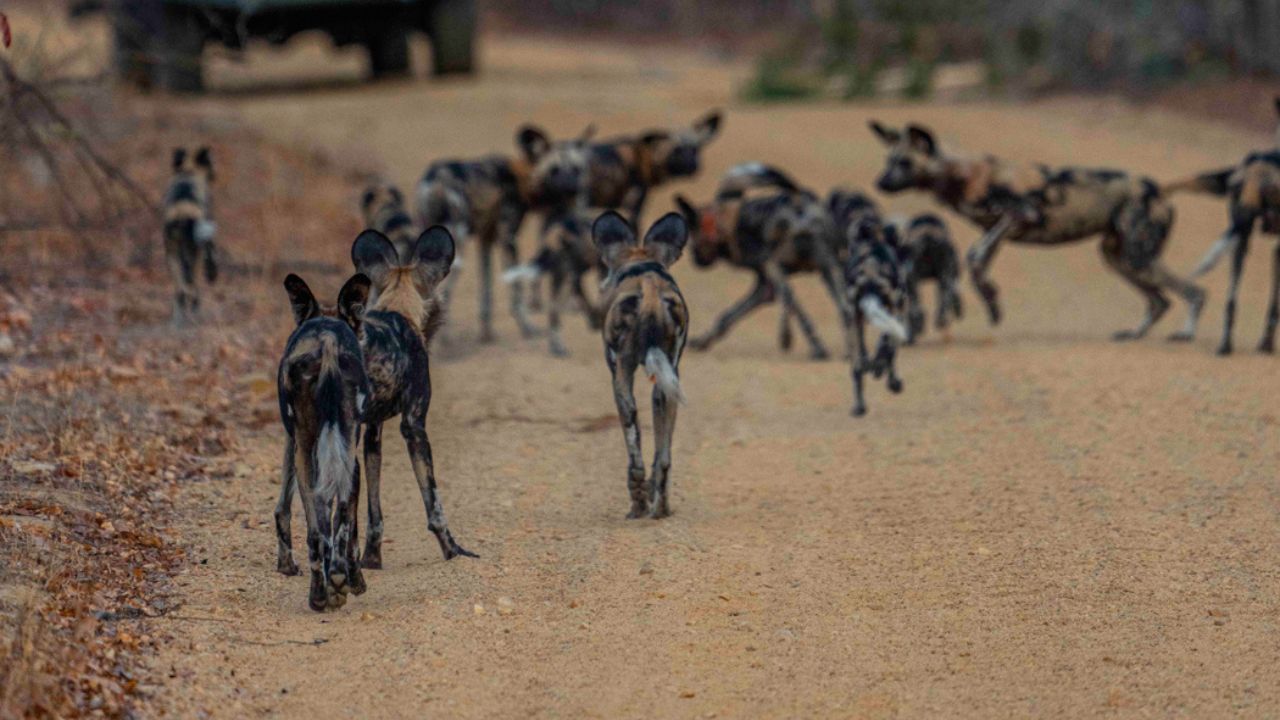 Pack of African wild dogs walking trail Zimbabwe safari