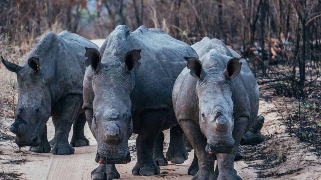 Three rhinos walking towards camera Matobo National Park Big Five