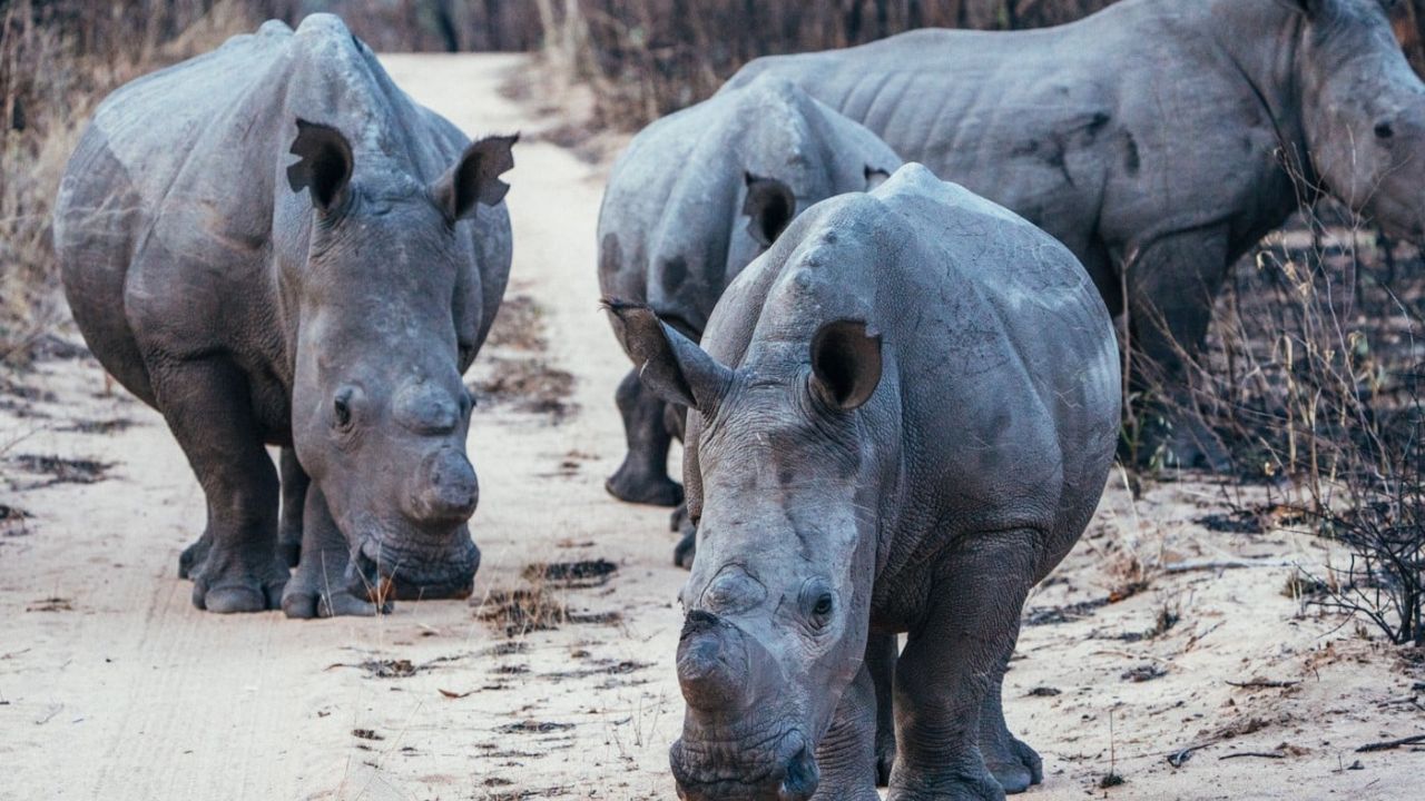 Small group of rhinos walking on safari road Matobo National Park