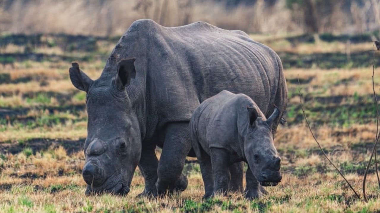 Baby and adult rhino in burnt grass, adult horn removed Matobo National Park
