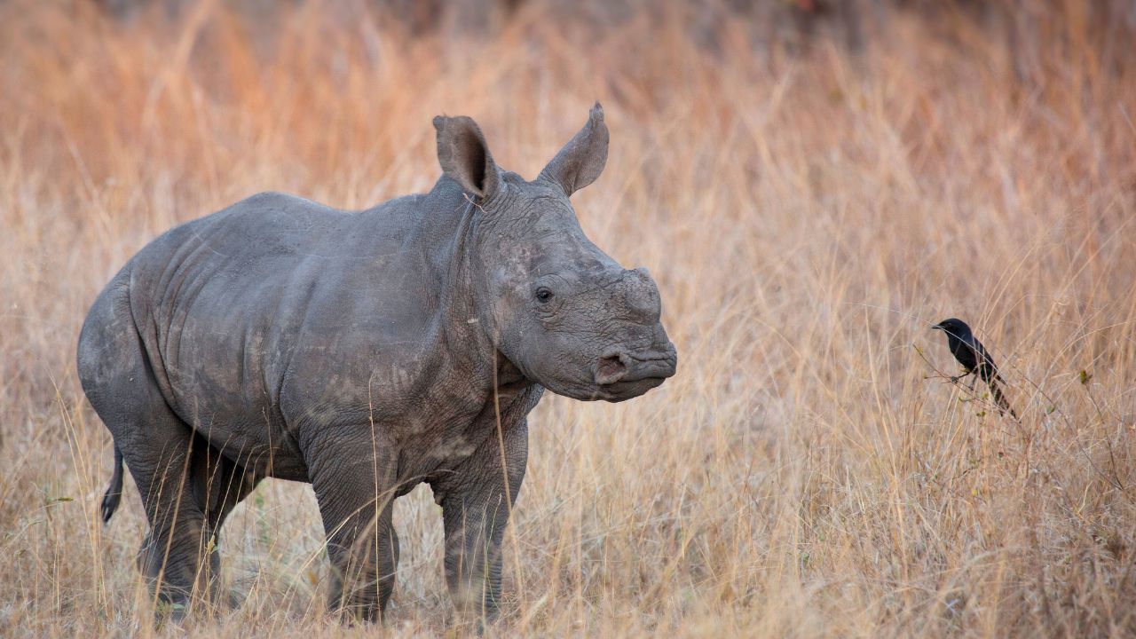 Young rhinoceros calf in golden grass at Londolozi, Big Five, endangered species.