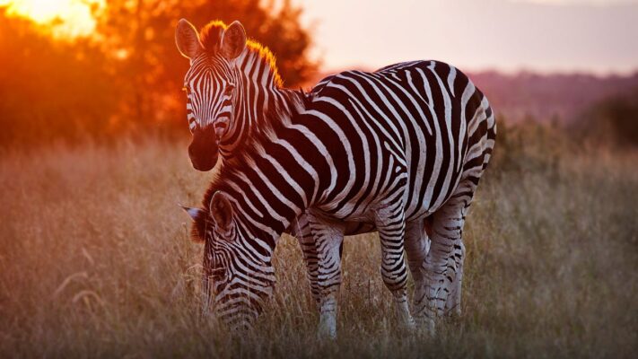 Zebra grazing in grass with glowing red sunset at Londolozi, Sabi Sand, South Africa.