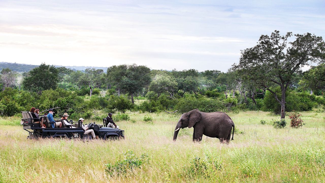 African elephant roaming through tall grass at Londolozi, Sabi Sand safari South Africa.