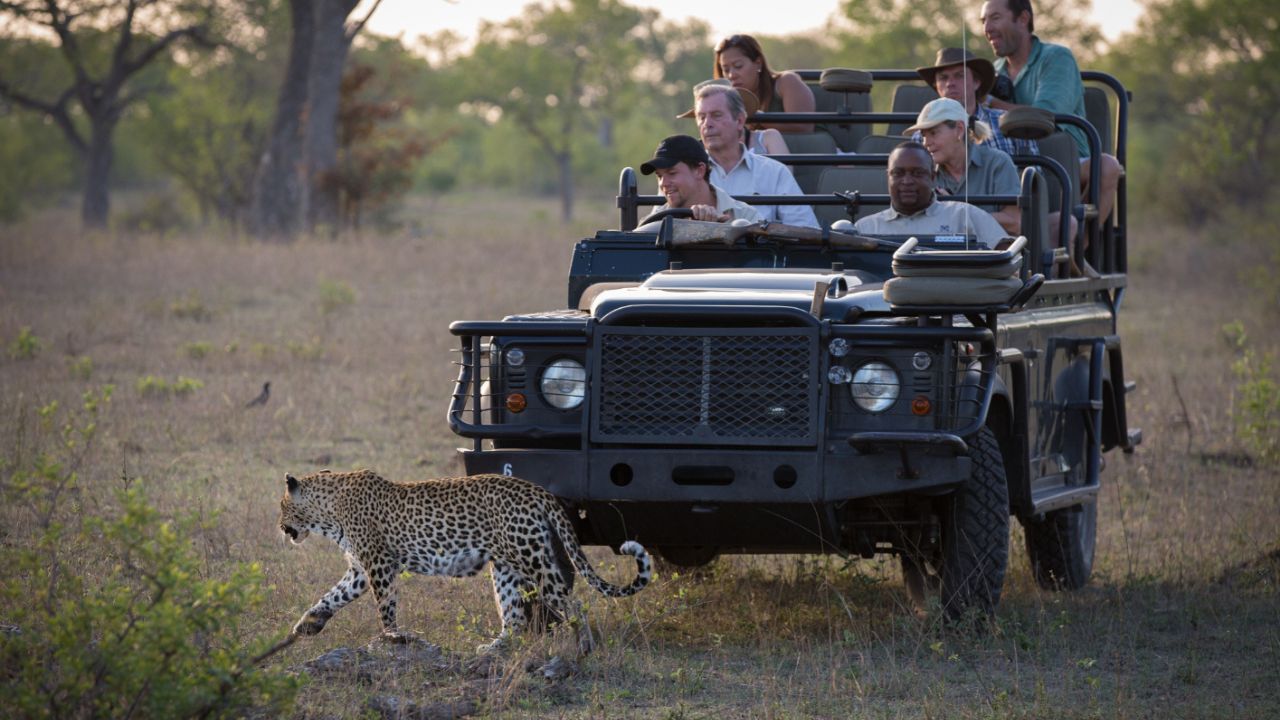 Guests close encounter with leopard walking past game vehicle at Londolozi.