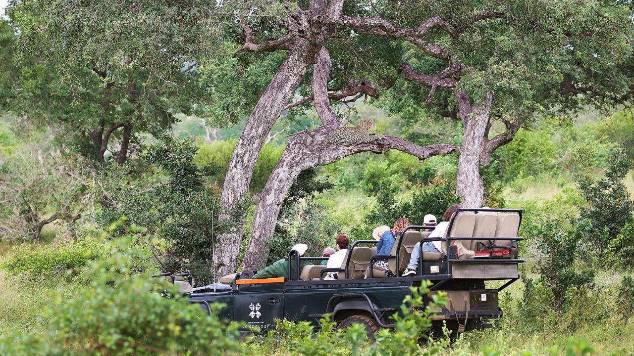Leopard perched in tree at Londolozi, guests watching from game vehicle.