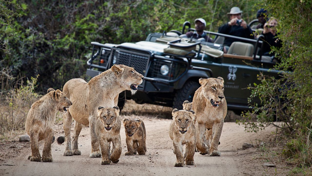 Pride of lions with cubs walking sand road at Londolozi with vehicle behind.