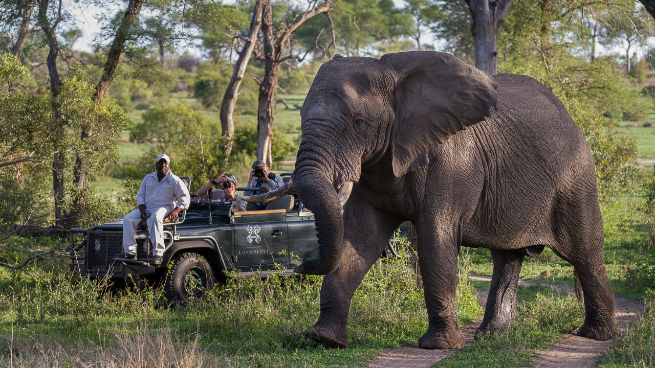 Elephants walking past with game vehicle background at Londolozi Big Five safari.