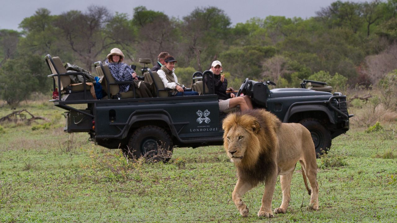 Male lion walking across grass plains at Londolozi, Big Five safari South Africa.