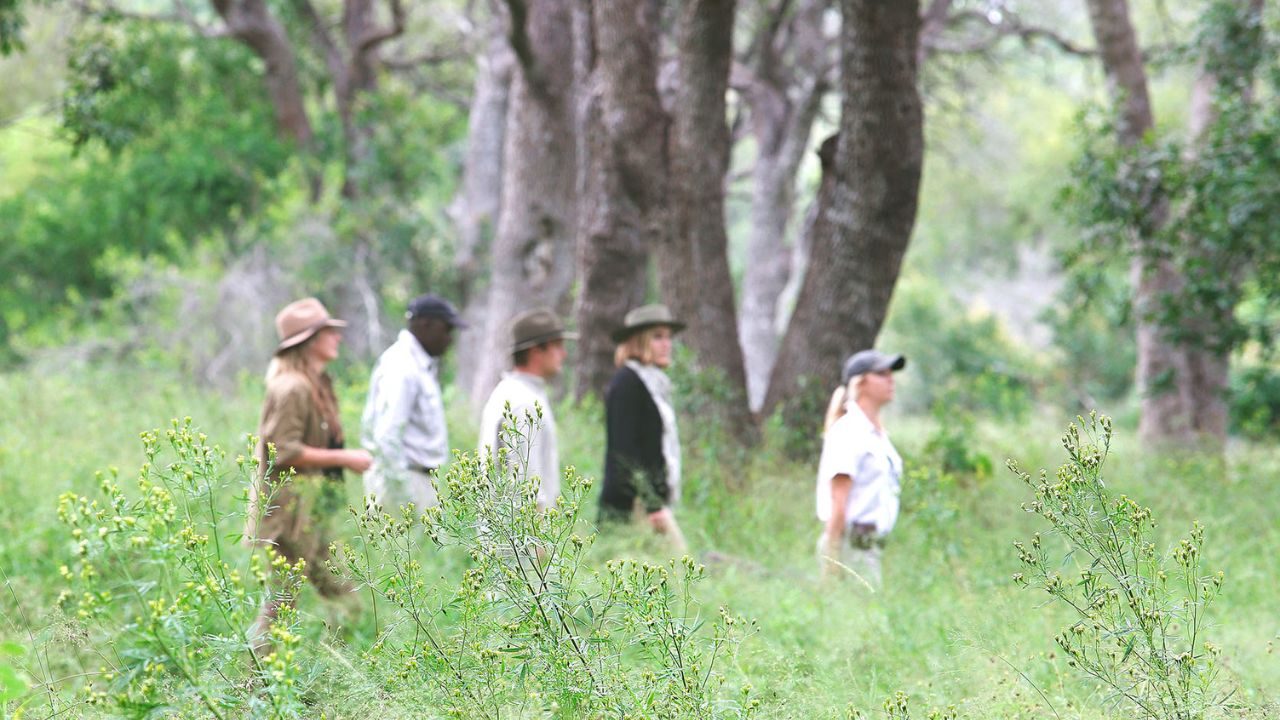 Ranger and guests walk through tall green grass on Londolozi walking safari.