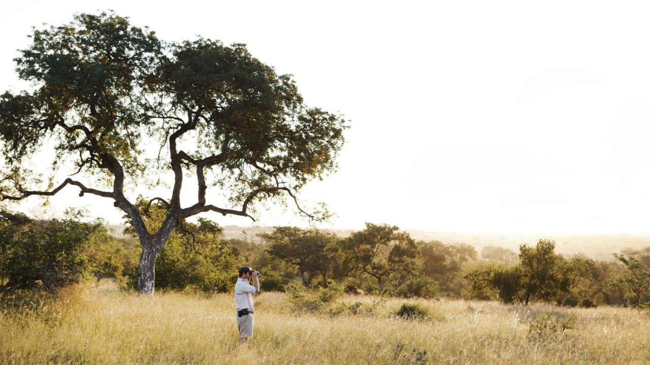 Lone ranger with binoculars in golden grass with African sunset at Londolozi.