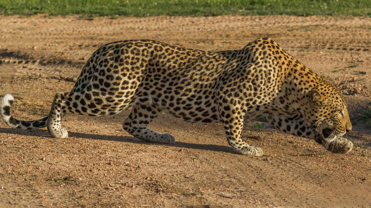 Leopard stalking across safari road at Thornybush South Africa.