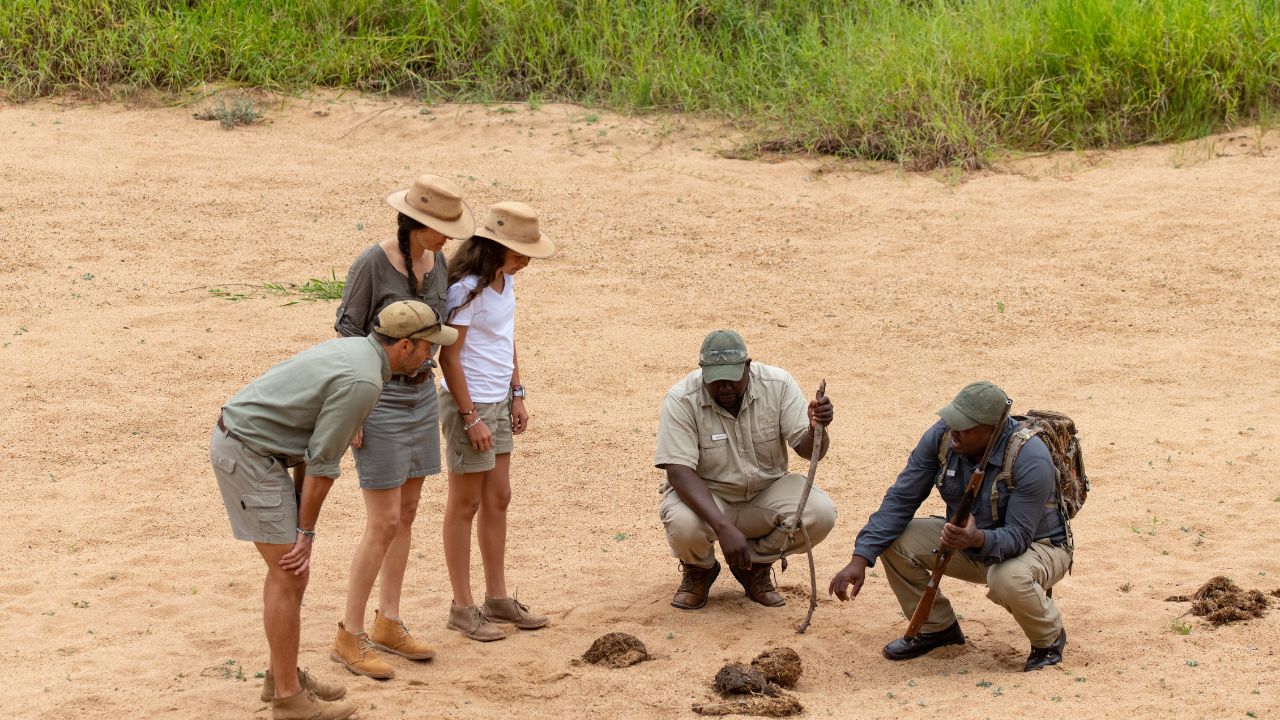 Ranger explaining animal tracks on walking safari Thornybush.