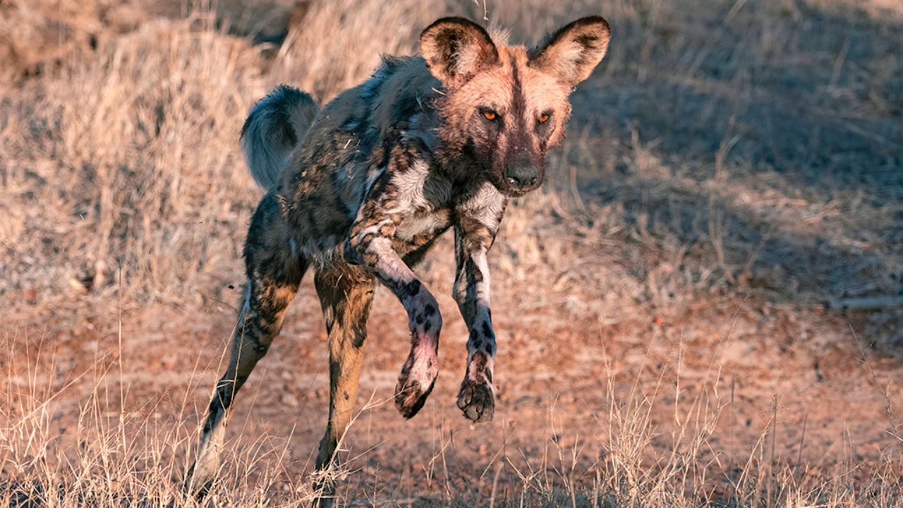 African wild dog leaping across grass at Thornybush Greater Kruger.
