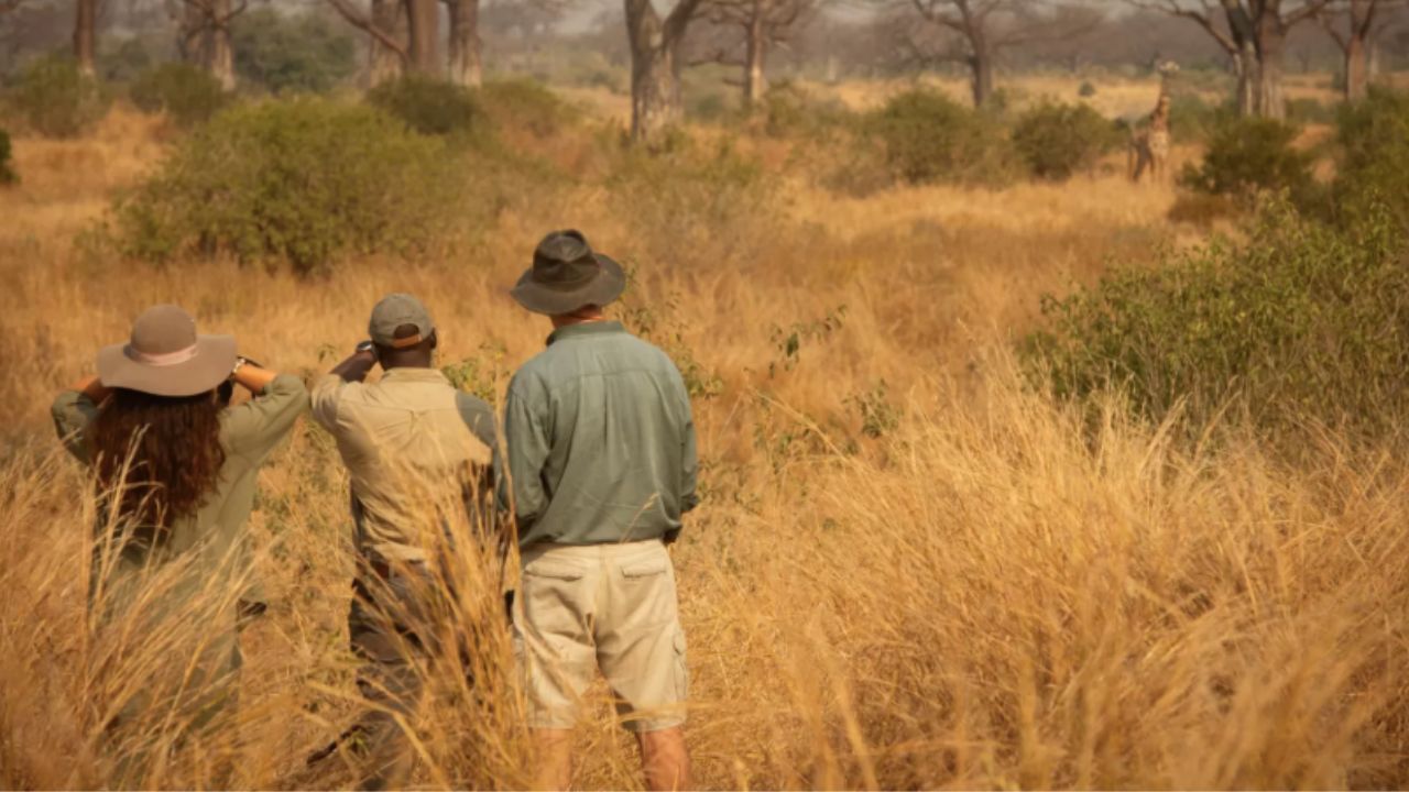 Ranger and guests on a walking safari spotting a giraffe in golden Serengeti grass.