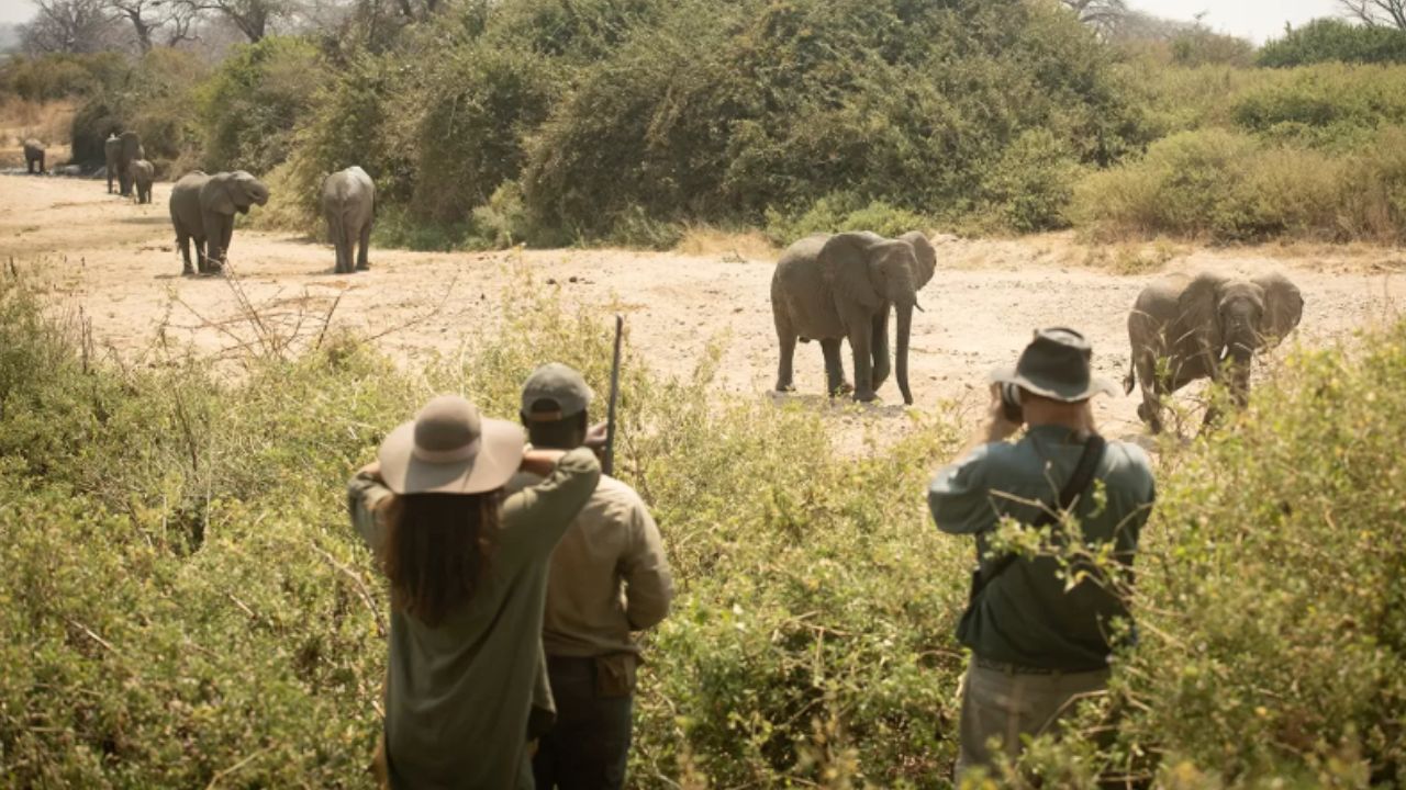 Armed safari ranger guiding two guests on foot near a herd of elephants in the Serengeti.