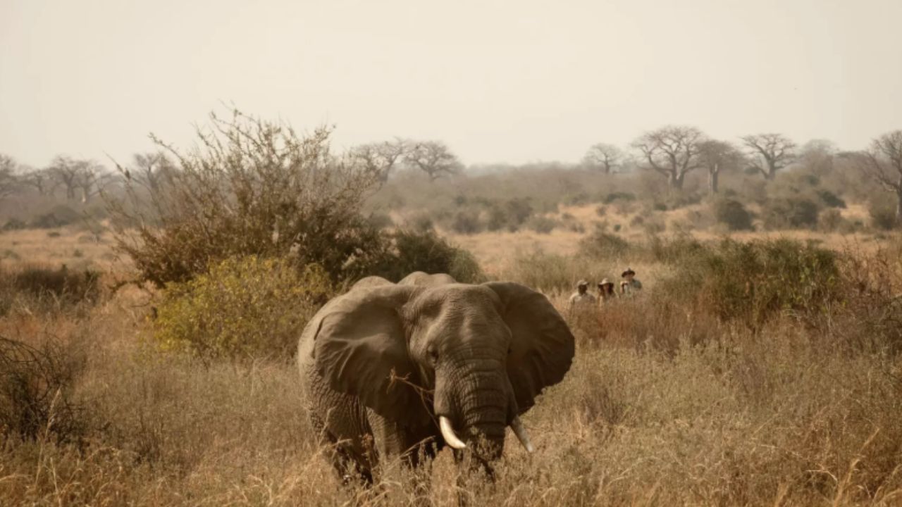 Large bull elephant in the foreground with guests on a guided walking safari in the Serengeti background.