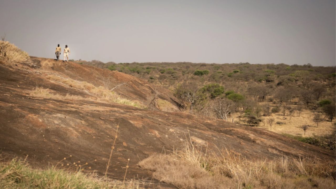 Safari ranger and guests tracking wildlife across a large rock formation in the Serengeti.