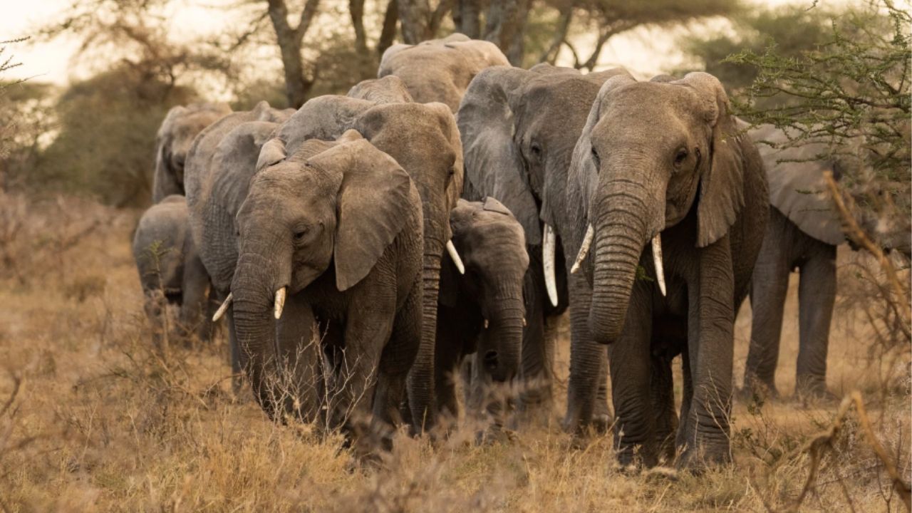 Large herd of elephants walking through the Serengeti bush toward the camera.
