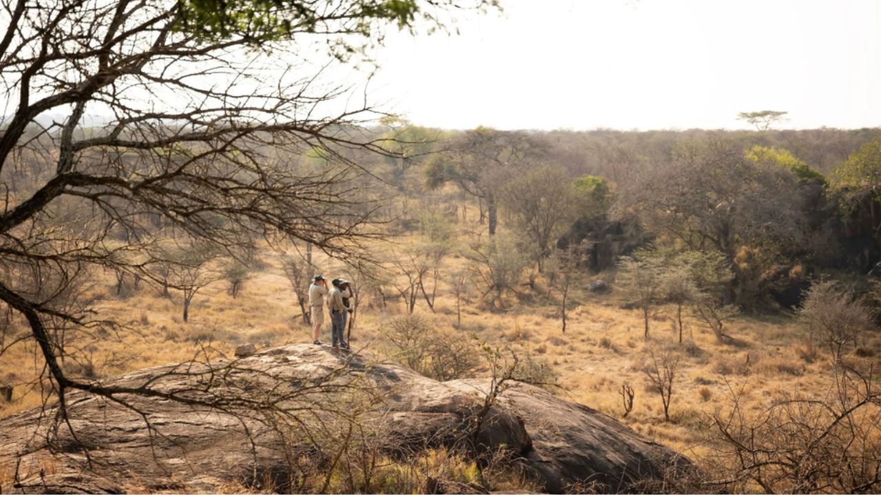Safari ranger and two guests standing on a large rock scanning the Serengeti with binoculars.