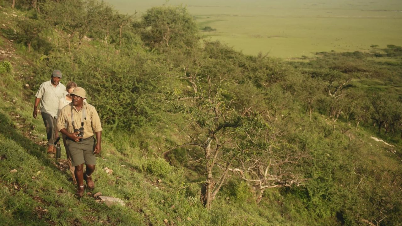 Safari ranger guiding two guests on a walking safari in the Serengeti with green plains stretching in the background.