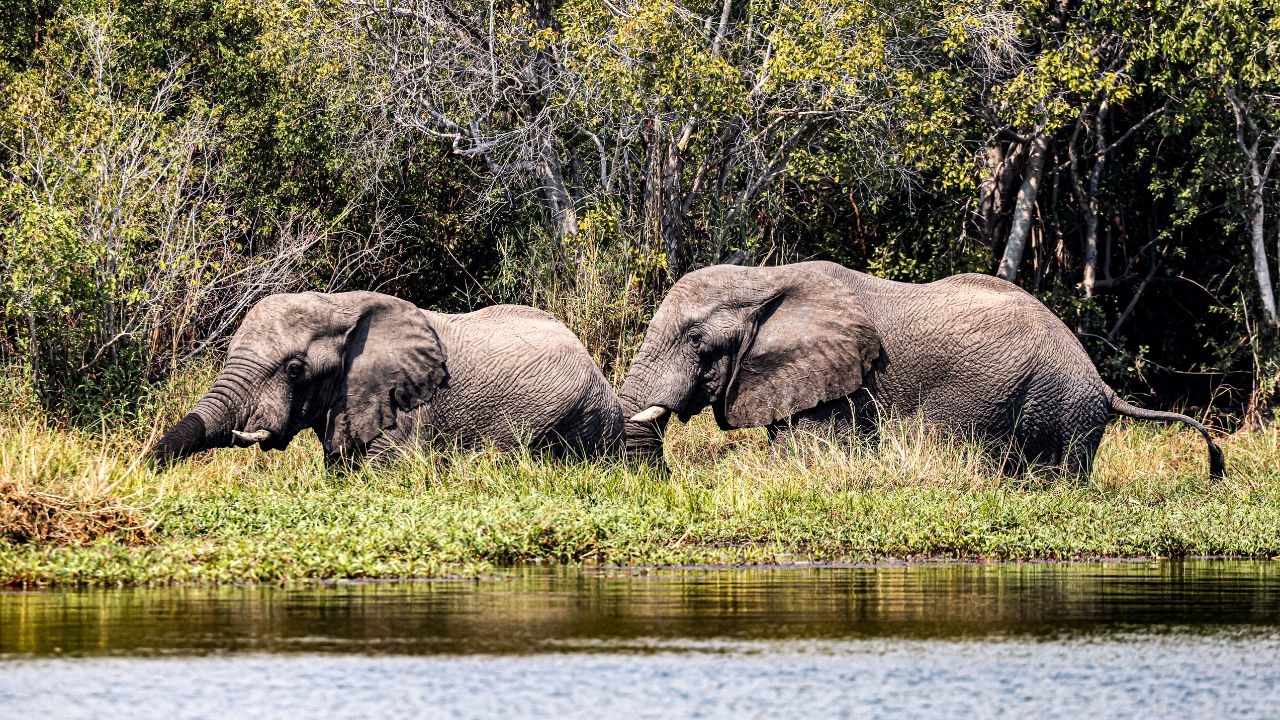 Two elephants wading in the Zambezi River, Zambia.