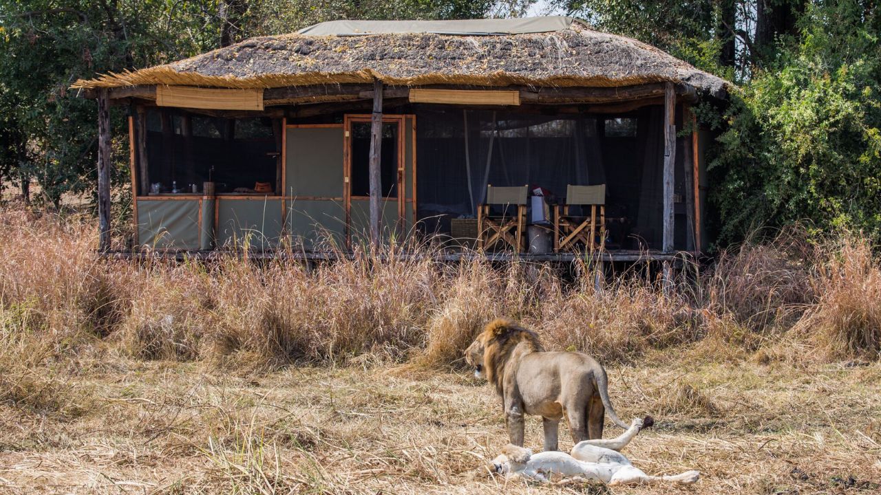 Lion standing near guest tented accommodation in Kafue National Park.
