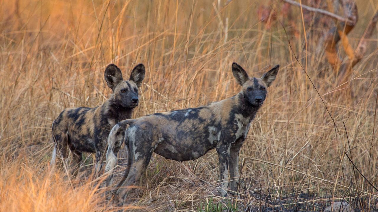 Rare endangered wild dogs moving through golden grass in Zambia.