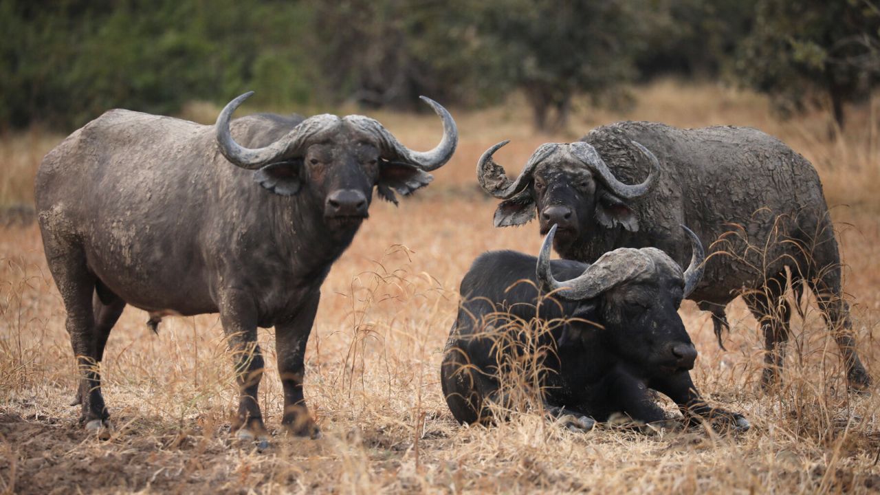 Three buffalo in tall golden grass, one lying down and two facing the camera, South Luangwa National Park, Zambia.