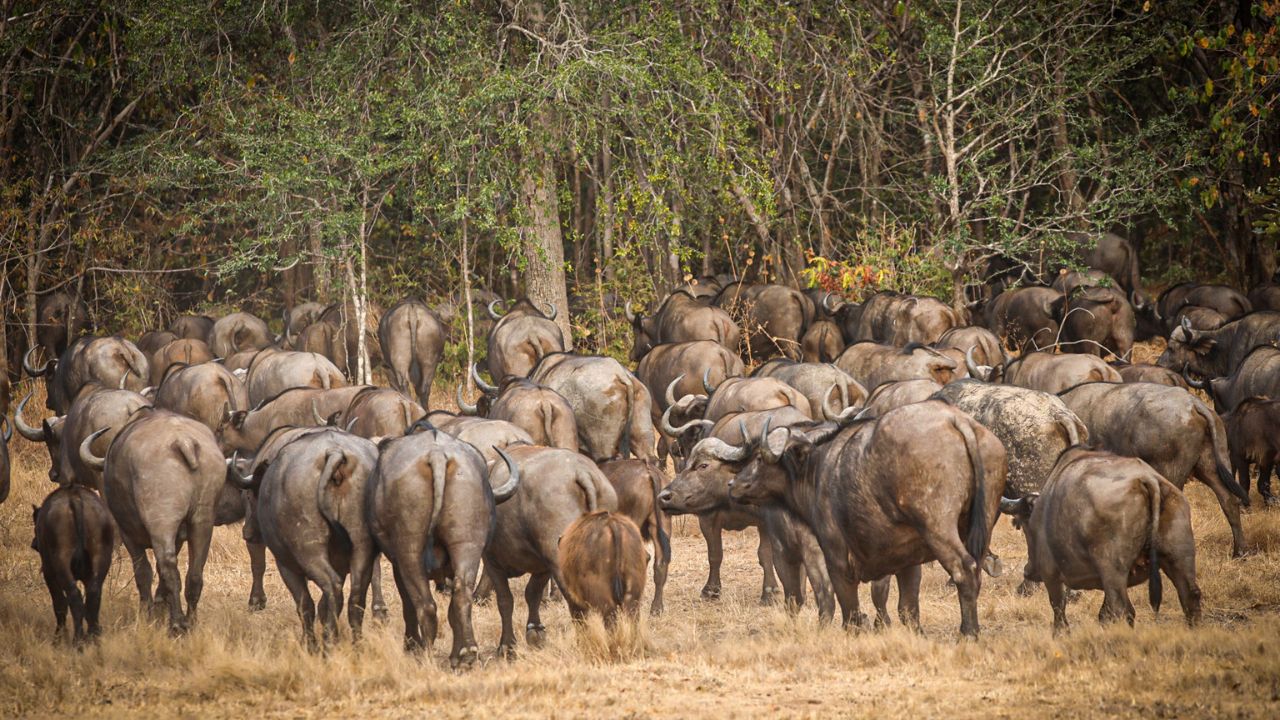 Massive herd of buffalo moving into the bush, South Luangwa National Park, Zambia.