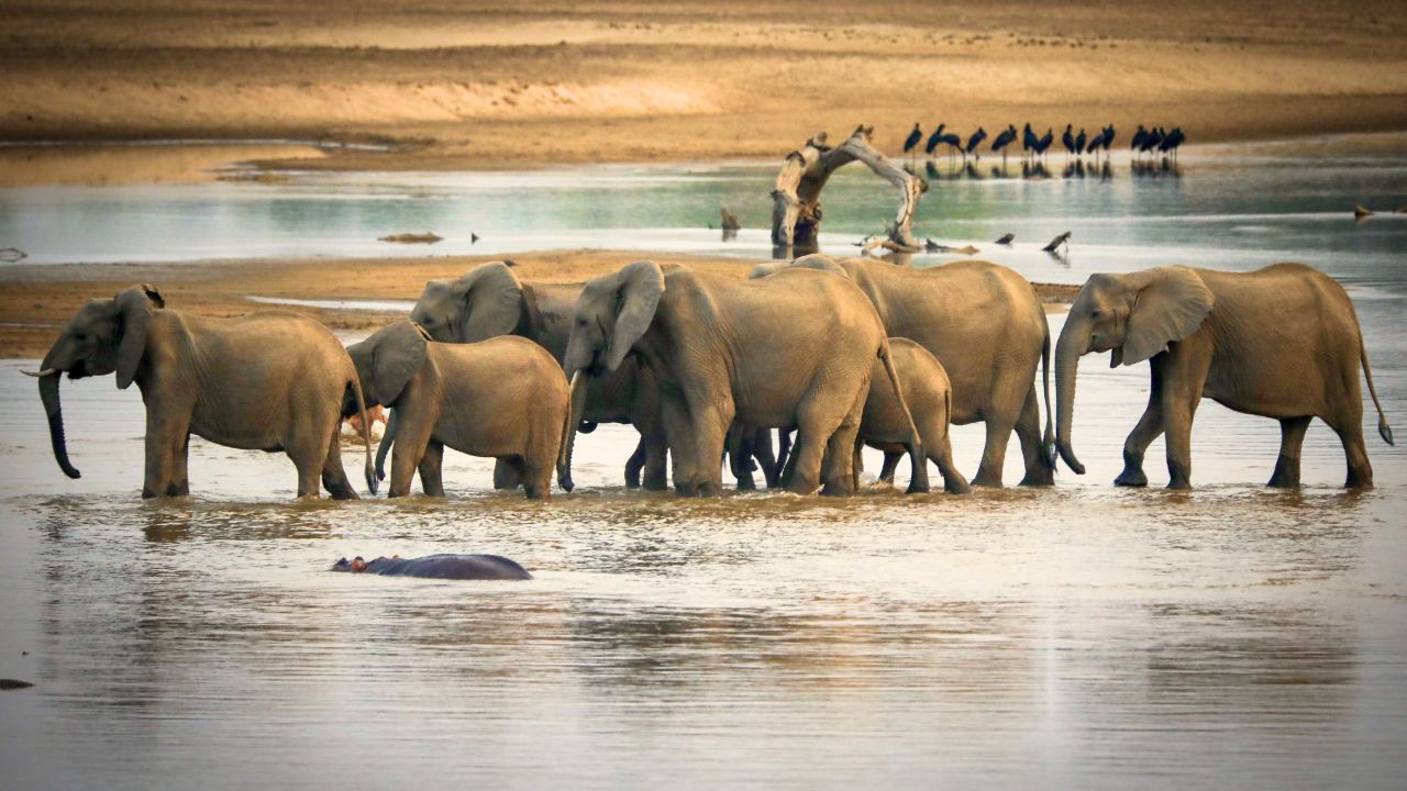 Herd of elephants crossing shallow river pools with hippo in foreground, South Luangwa National Park, Zambia.