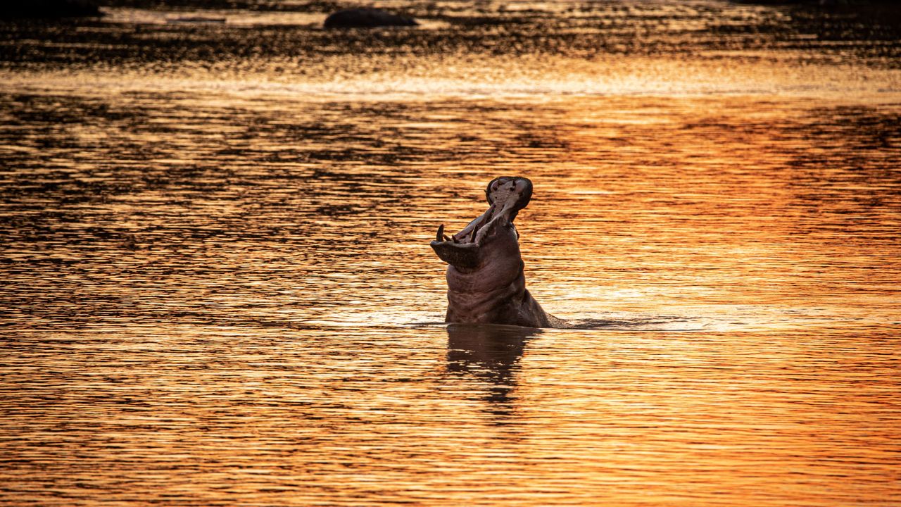 Golden sunset over river with hippo opening jaws wide above the water, South Luangwa National Park, Zambia.